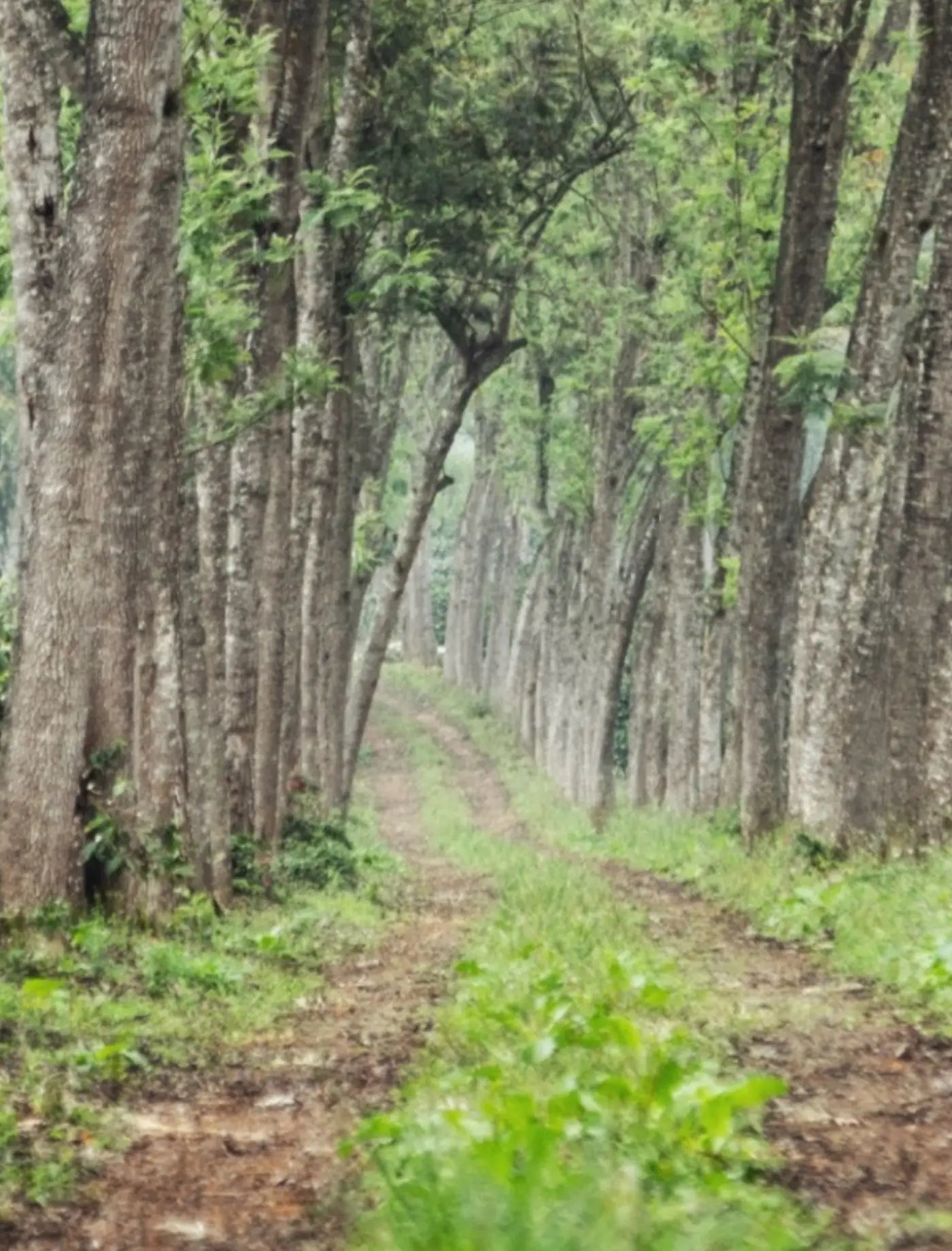 Camino entre árboles de sombra en la finca
