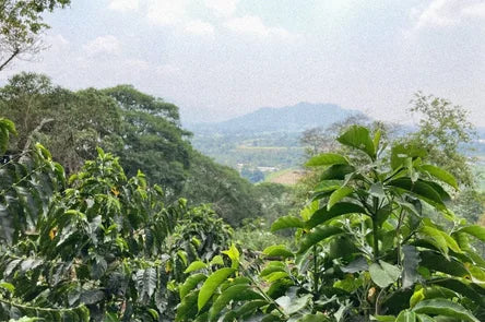 Cafetal en ladera sobre el valle de Chocamán, Veracruz