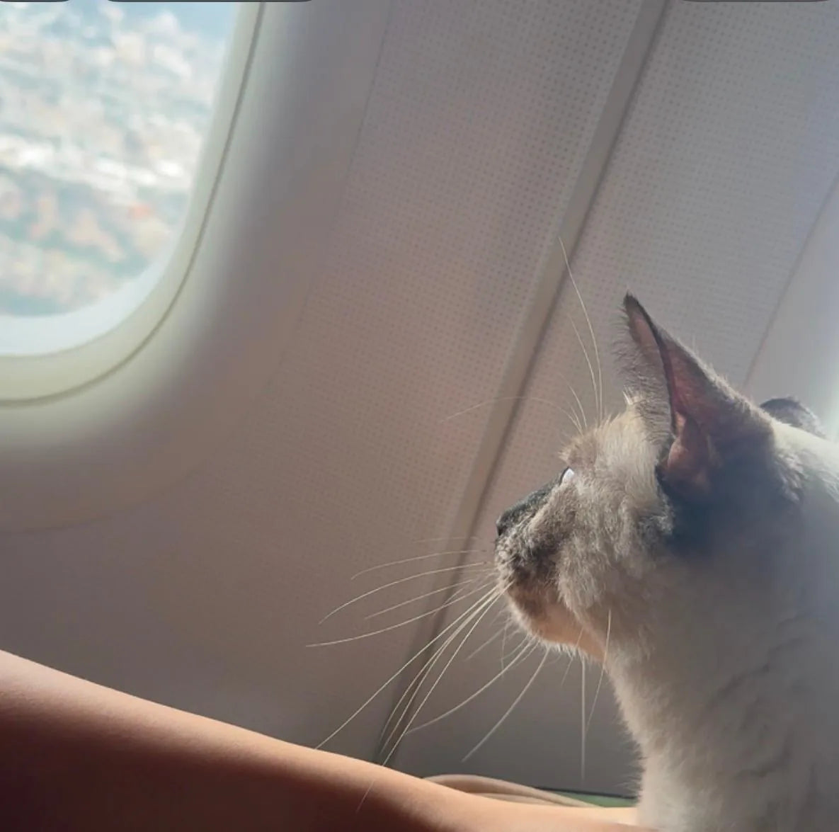 Dolly mirando por la ventana del avión, camino a casa