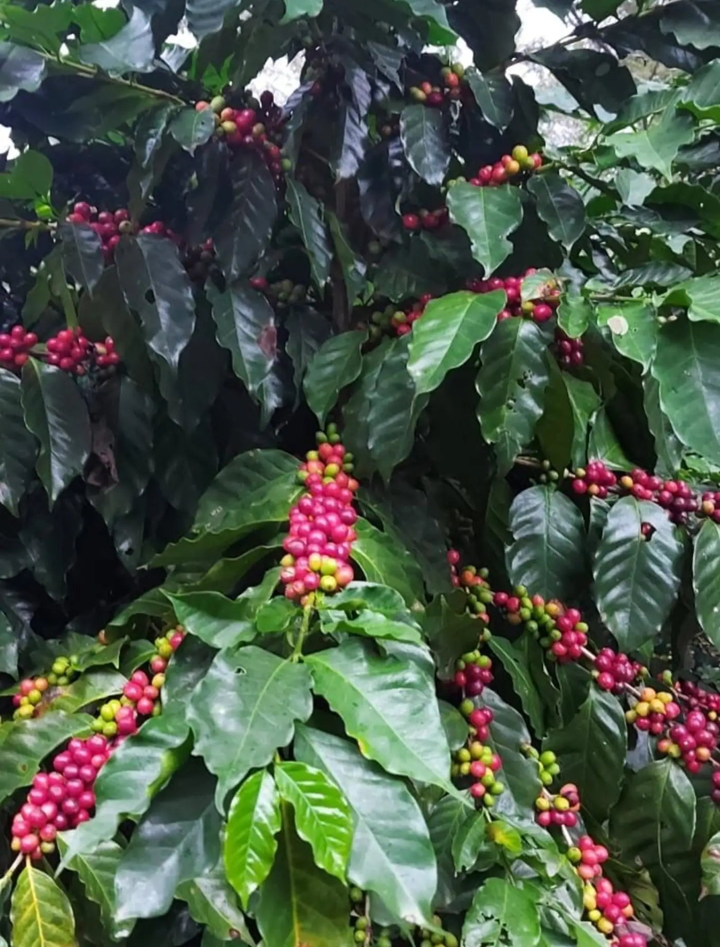 Cerezas de café madurando en la planta