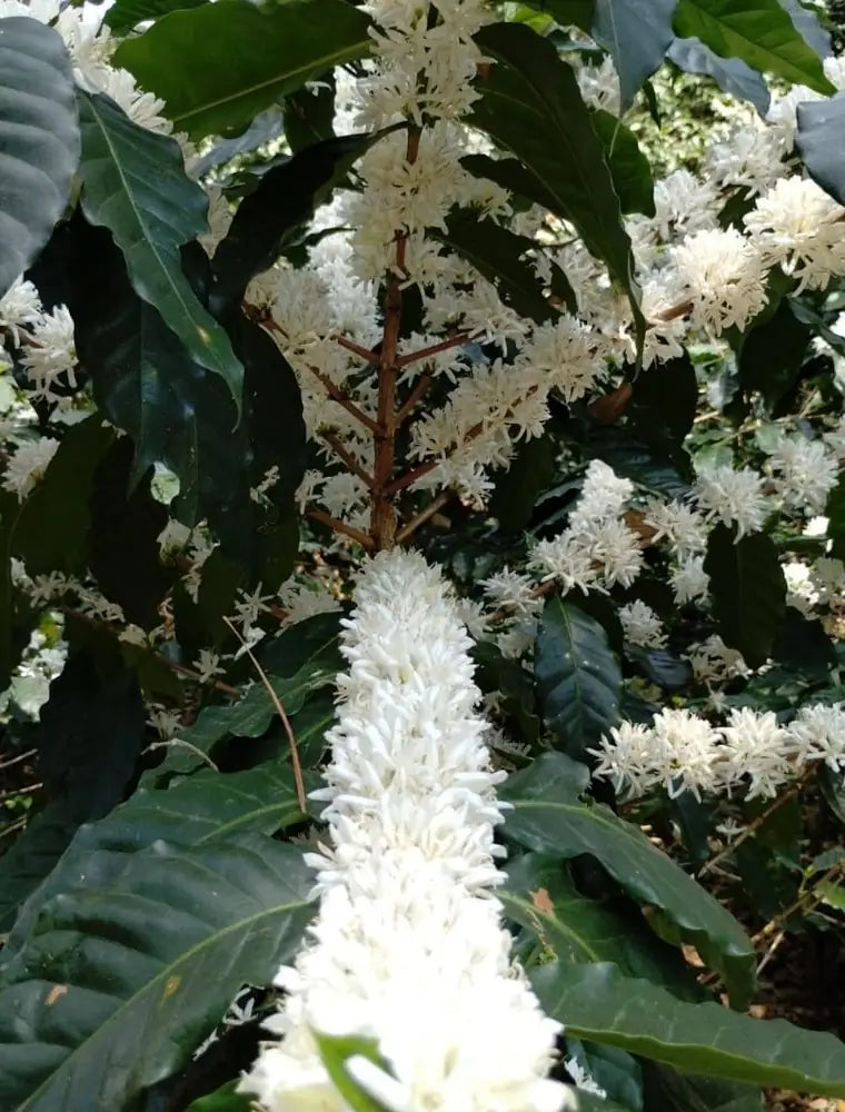 Flores blancas de café en la rama