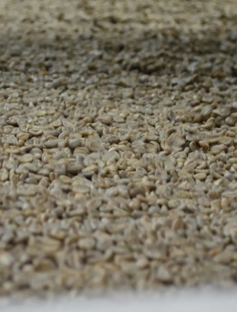 Café pergamino secándose